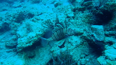 Pterois miles