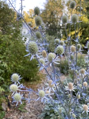 Eryngium
