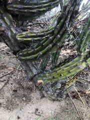 Stenocereus gummosus