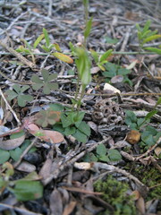 Pterostylis ectypha