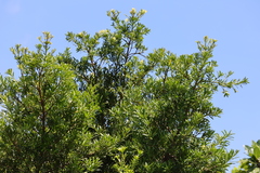 Podocarpus costalis