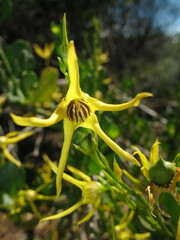 Anthocercis littorea