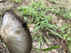 Strigoderma arbicola
