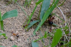 Camponotus chromaiodes