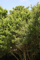 Podocarpus costalis
