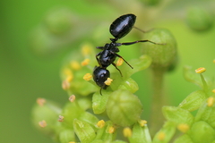 Camponotus piceus