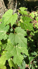 Vitis riparia