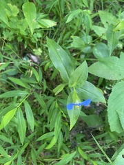 Commelina communis