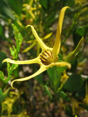 Anthocercis littorea