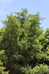 Podocarpus costalis