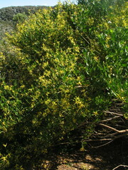 Anthocercis littorea