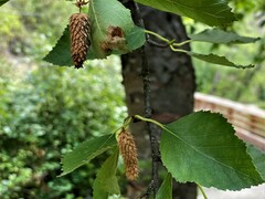 Betula occidentalis