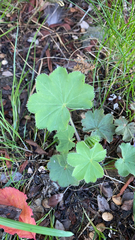 Alchemilla mollis