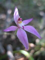 Caladenia latifolia
