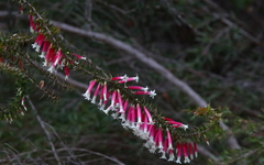 Epacris longiflora