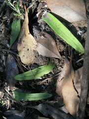 Caladenia latifolia
