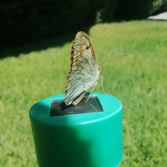 Argynnis pandora