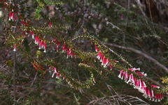 Epacris longiflora