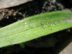 Caladenia latifolia