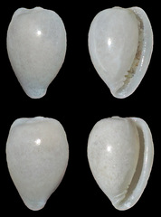 Cystiscidae