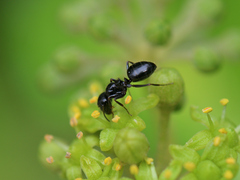 Camponotus piceus