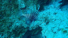 Pterois miles