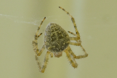 Araneus cavaticus