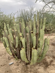 Lophocereus schottii