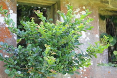 Diospyros ferrea