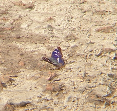 Apatura ilia