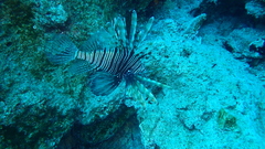 Pterois miles