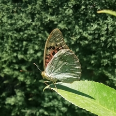 Argynnis pandora