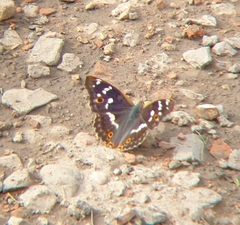 Apatura ilia