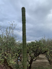 Pachycereus pringlei