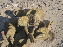 Opuntia microdasys