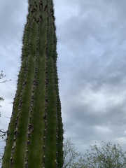 Pachycereus pringlei