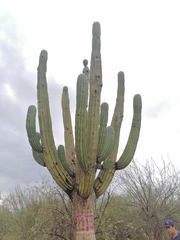 Pachycereus pringlei
