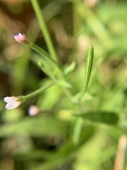 Epilobium coloratum