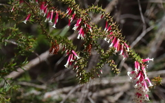 Epacris longiflora