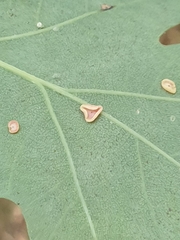 Neuroterus albipes