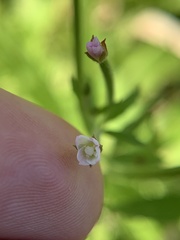 Epilobium coloratum