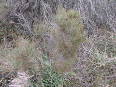 Allocasuarina