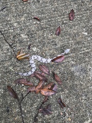 Agkistrodon contortrix