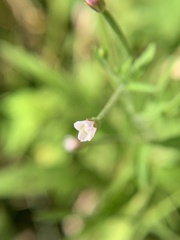 Epilobium coloratum