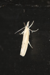 Pediasia trisecta