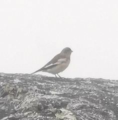 Plectrophenax nivalis