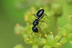 Camponotus piceus