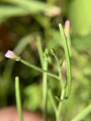 Epilobium coloratum