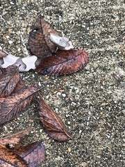 Agkistrodon contortrix