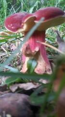 Hortiboletus